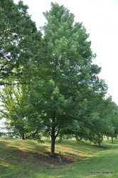 Acer freemanii 'Celebration' — photo 2